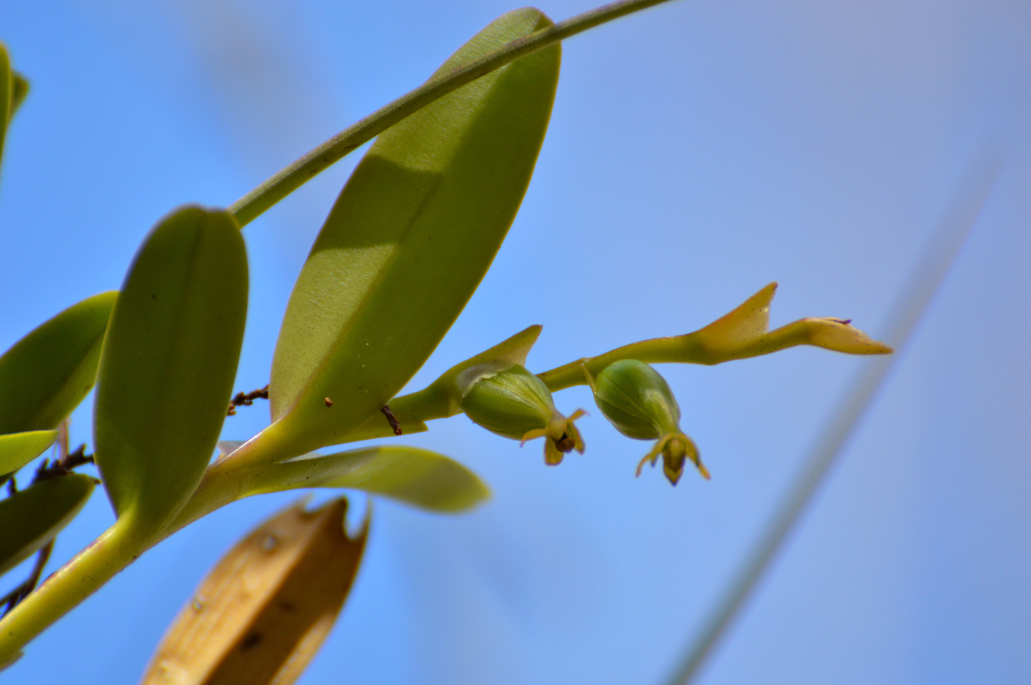 Epidendrum rigidum